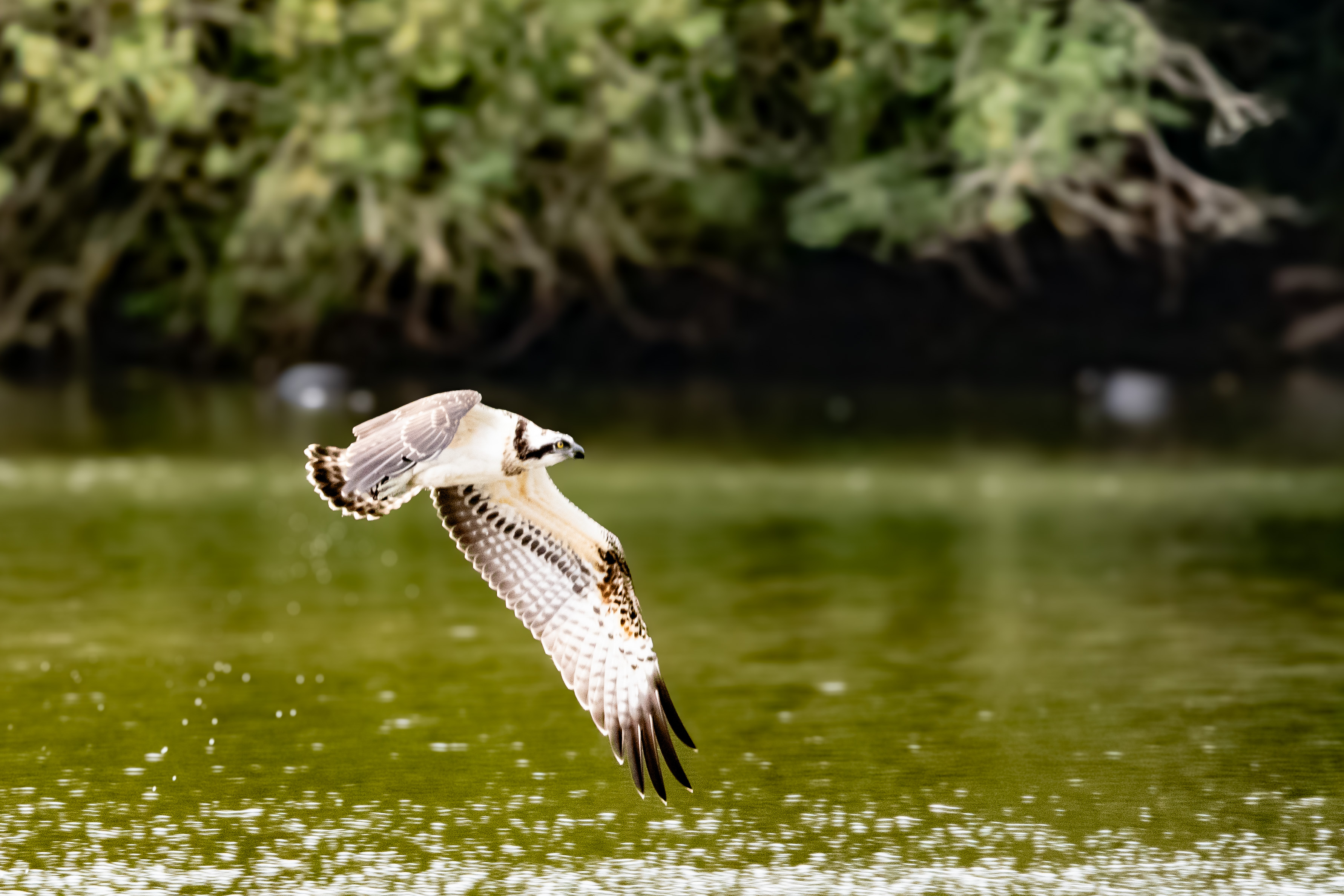 Balbuzard pêcheur (Osprey, Pandion haliaetus), juvénile en vol, Dépôt 54 de la Réserve Naturelle de Mont-Bernanchon, Hauts de France